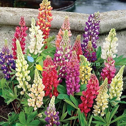 Russell Lupine Flower Seeds