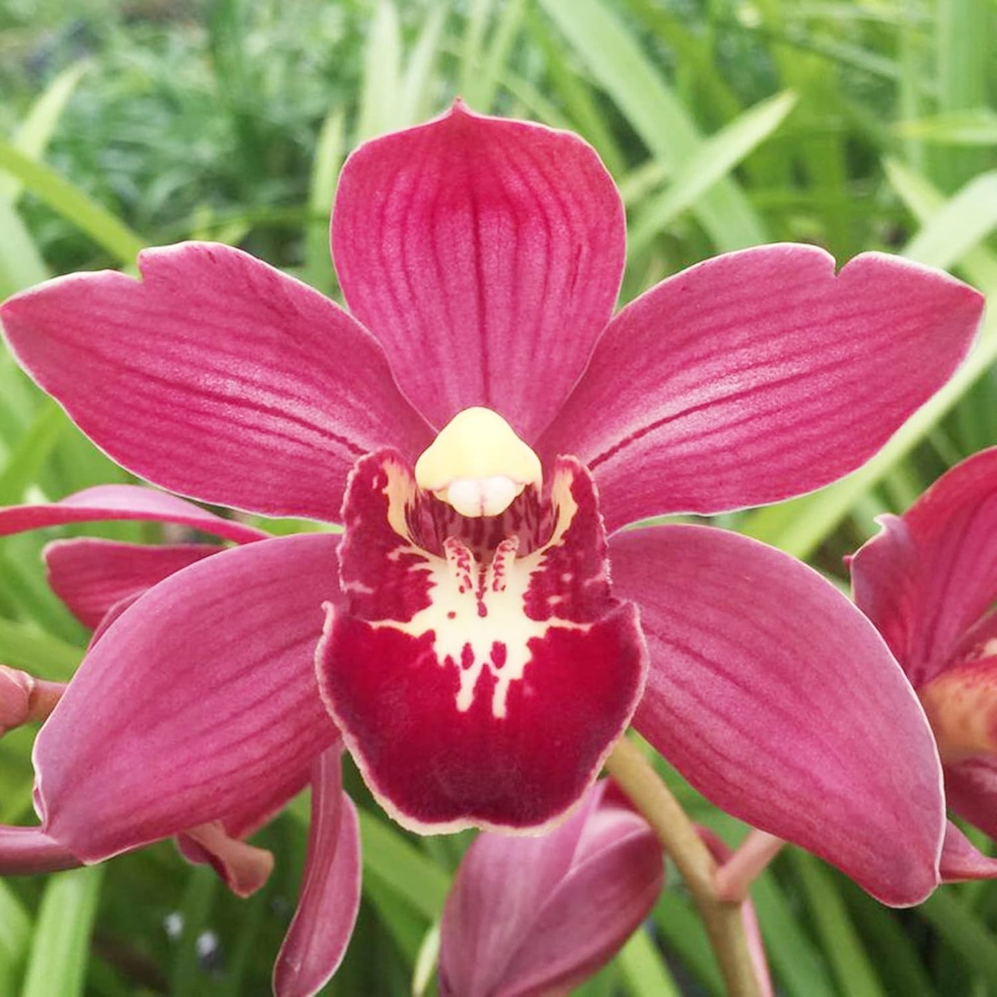 Cymbidium Boat Orchid Flower Seeds