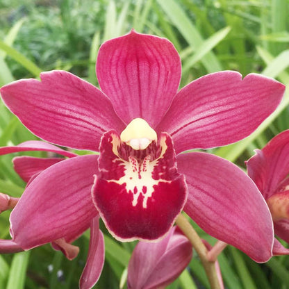 Cymbidium Boat Orchid Flower Seeds