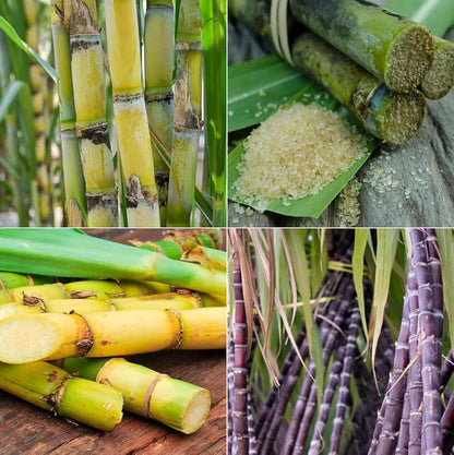 Semi di pianta di canna da zucchero