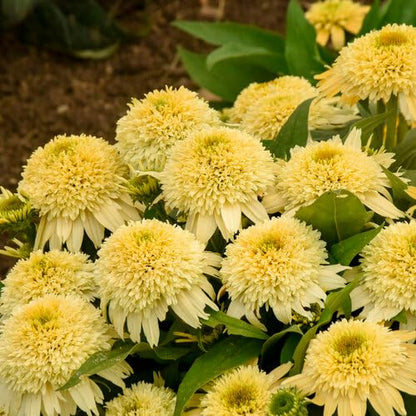 Echinacea Meteor Yellow Flower Seeds