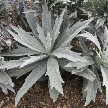 Semi di Erba Salvia Argentea