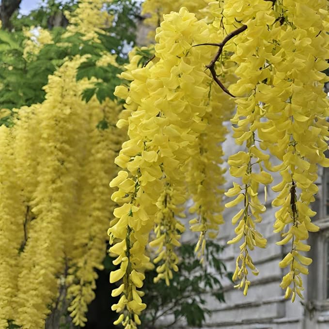 Yellow Wisteria Plant Seeds