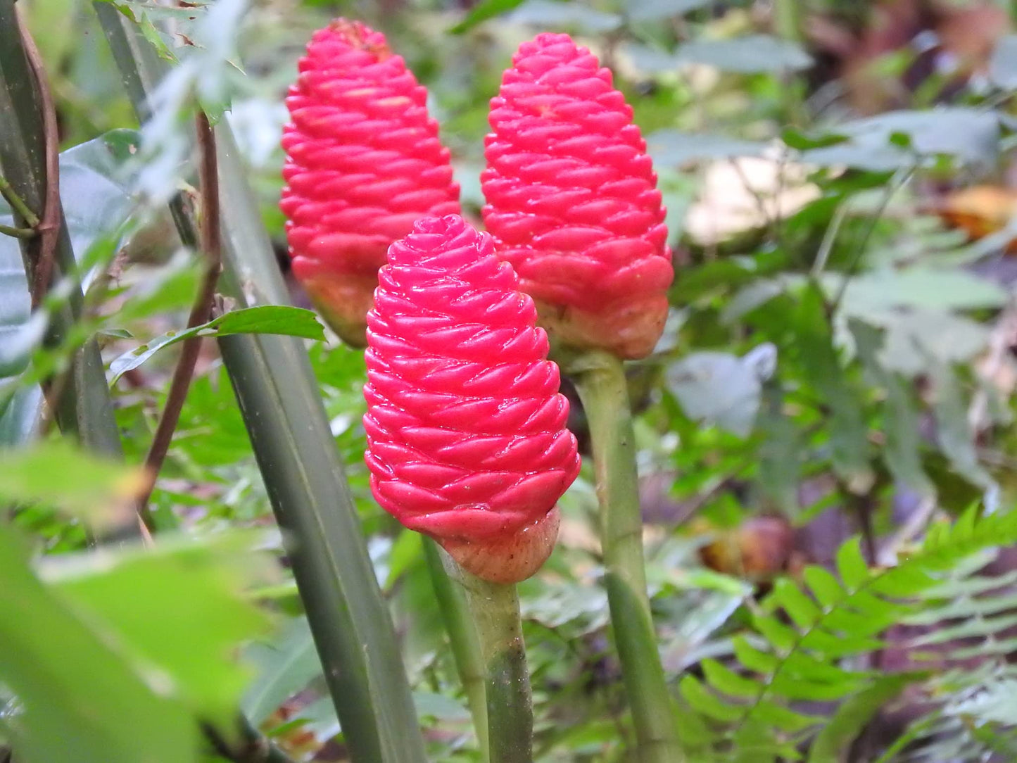 Perennial Ginger Herb Seeds