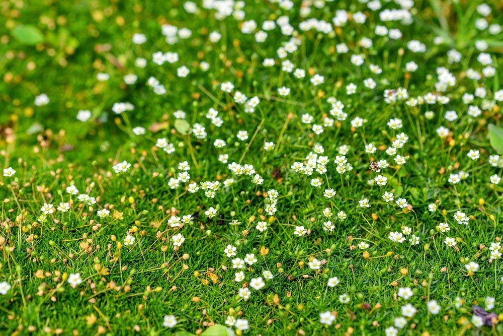 Irish Moss Herb Seeds