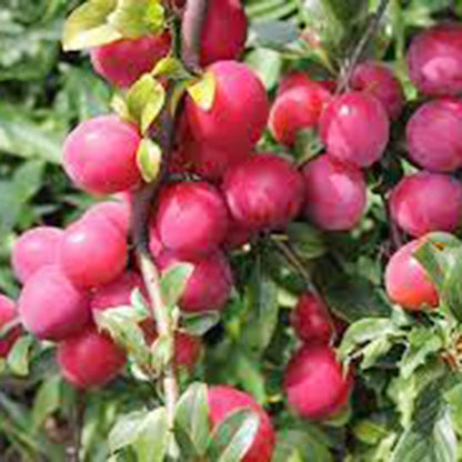 American Wild Plum Fruit  Seeds