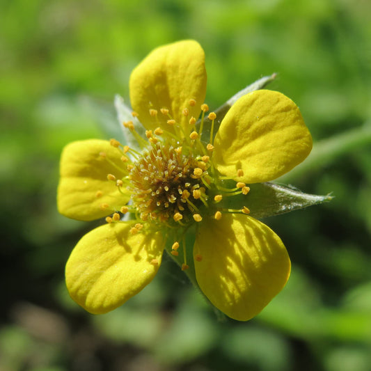Semi di Erba Avens di Legno