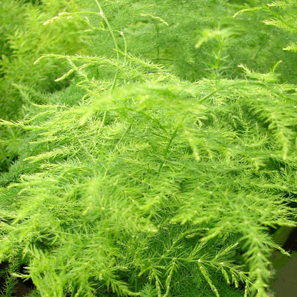 Asparagus Fern Herb Seeds
