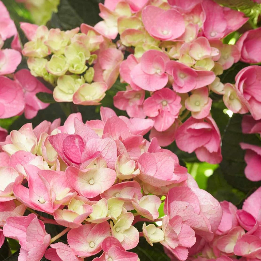 Yellow Pink Hydrangea Flower seeds for Planting - Drought Tolerant, Heirloom & GMO Free Seeds for Home Garden
 
 Sale for planting in home garden