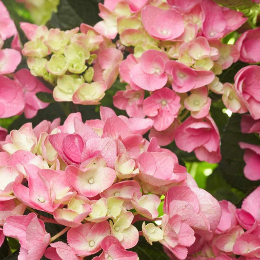 Yellow Pink Hydrangea Flower seeds for Planting - Drought Tolerant, Heirloom & GMO Free Seeds for Home Garden
 
 Sale for planting in home garden