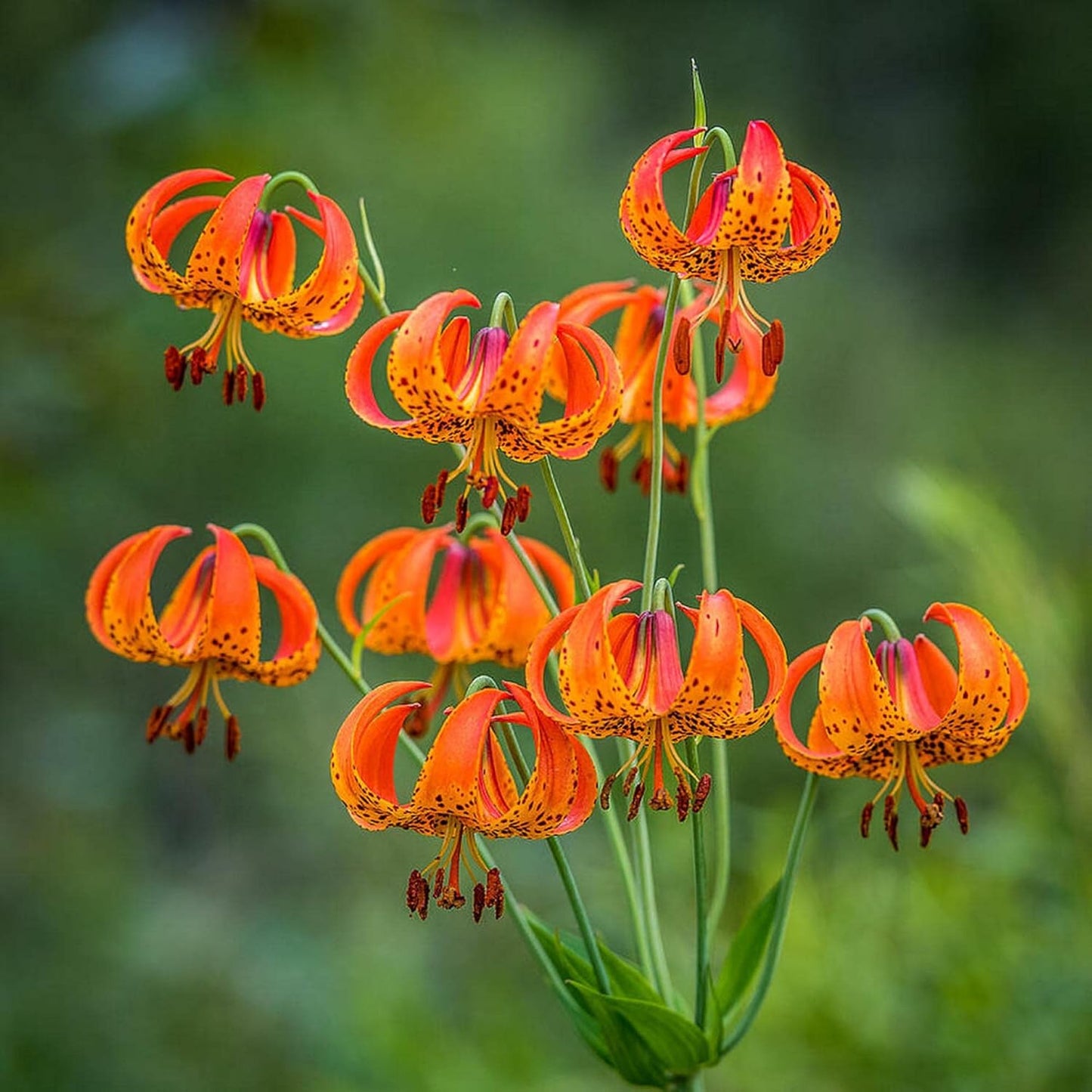 Turk's Cap Lily Flower Seeds