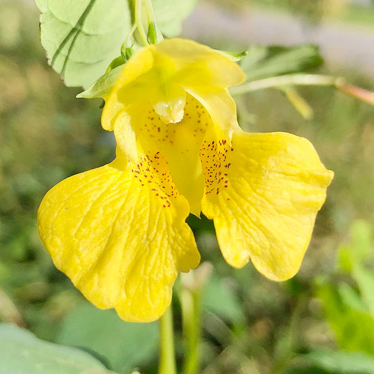 Yellow Jewelweed Flower Seeds