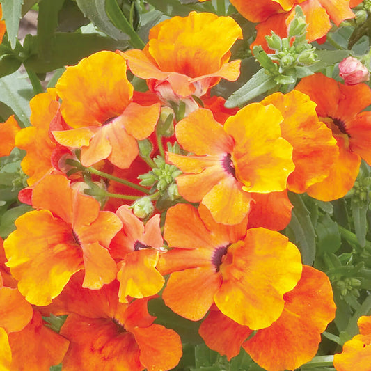 Nemesia Orange Flower Seeds