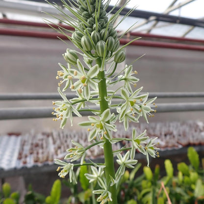 Ornithogalum Caudatum Plant Seeds