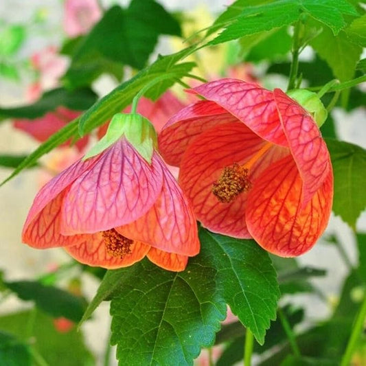 Mixed Colors Flowering Maple Flower Seeds