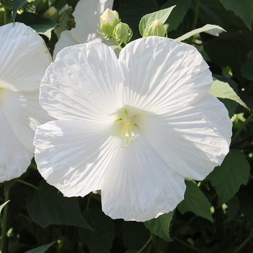 Snow White Hibiscus Flower Seeds