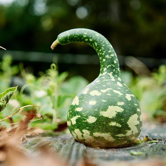 Swan Bottle Gourd Vegetable Seeds for Planting – Heirloom, Non-GMO, Easy to Grow, Annual