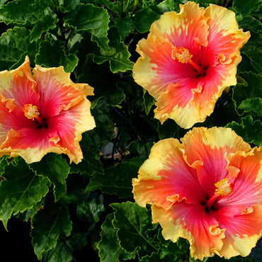 Mixed Rare Hibiscus Flower Seeds