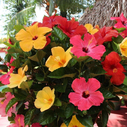 Multi-Colour Hibiscus Flower seeds for Planting - Compact Growth, Heirloom & GMO Free Seeds for Home Garden