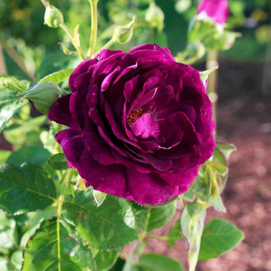 Rosa 'Twilight Zone' Flower Seeds