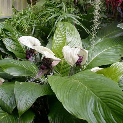 Weiße Fledermausblume Tacca Integrifolia Blumensamen