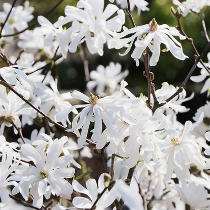 Star Magnolia Flower Seeds