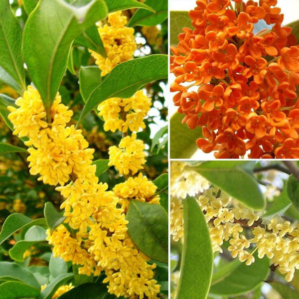 osmanthus fragrans flowering plant seeds Osmanthus Fragrans Flower Seeds for Planting – Heirloom, Non-GMO, Frag – Pure Asia Seeds