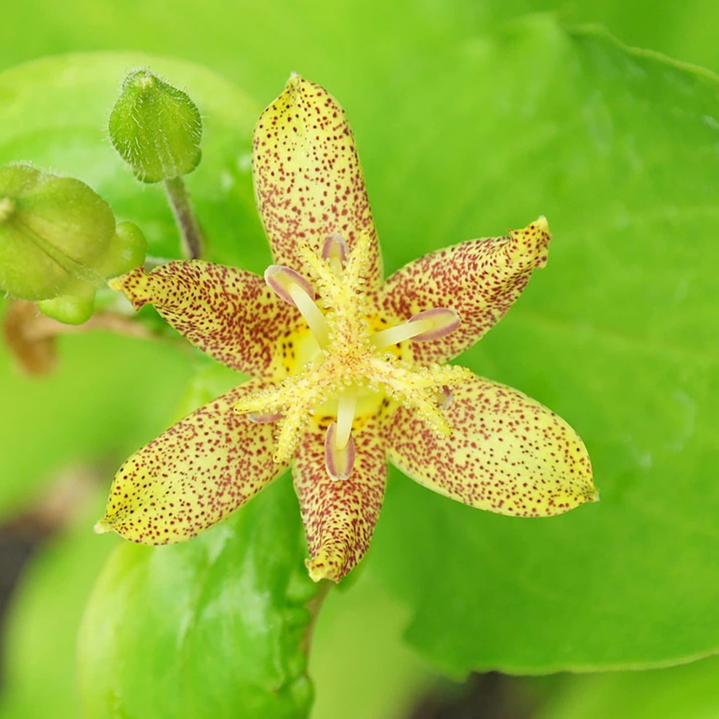 Tricyrtis Puberula Flower Seeds