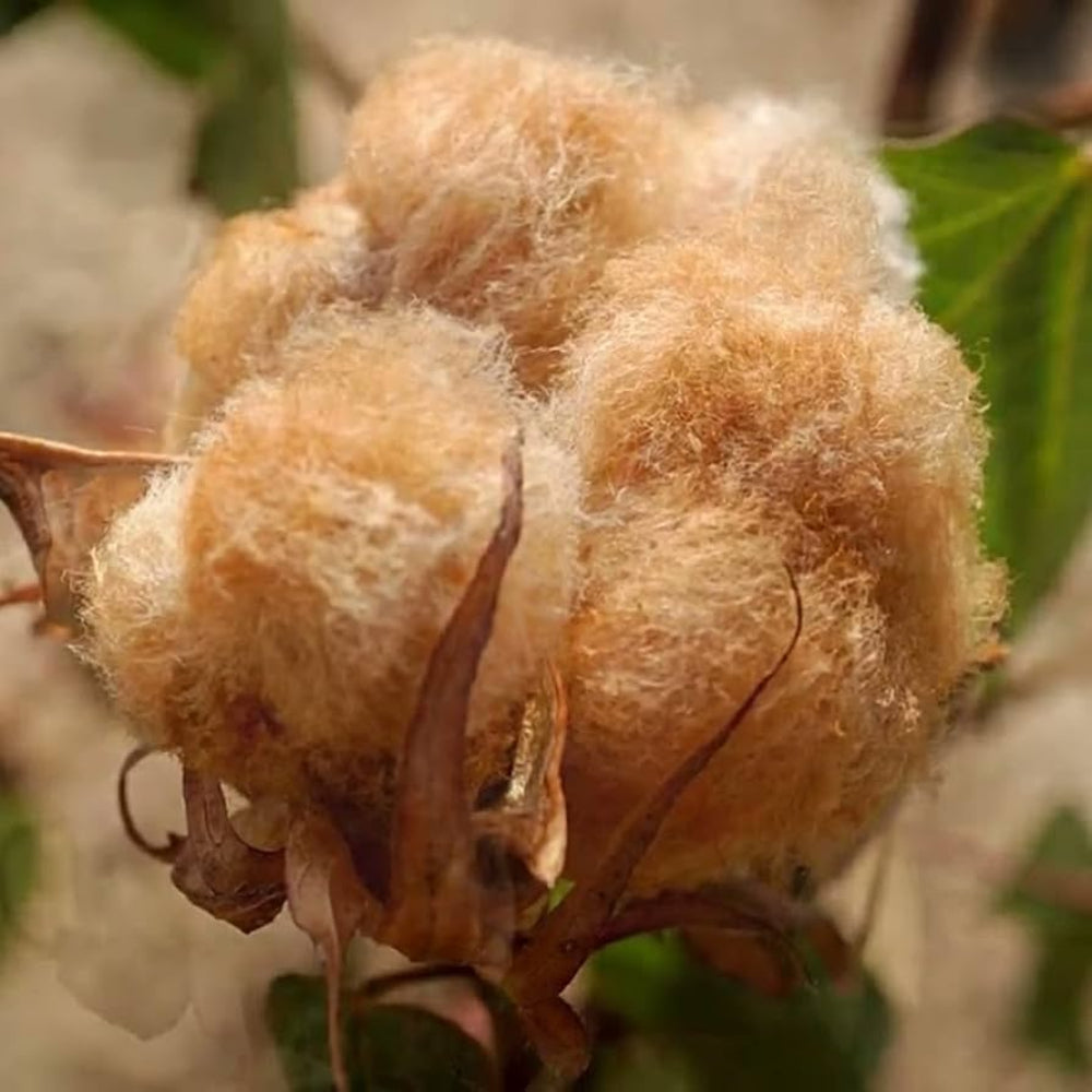 Sea Island Brown Cotton Flower Seeds