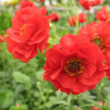 Double Bloody Mary Geum Flower Seeds