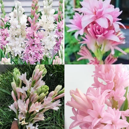 Pink Tuberose Flower  Seeds