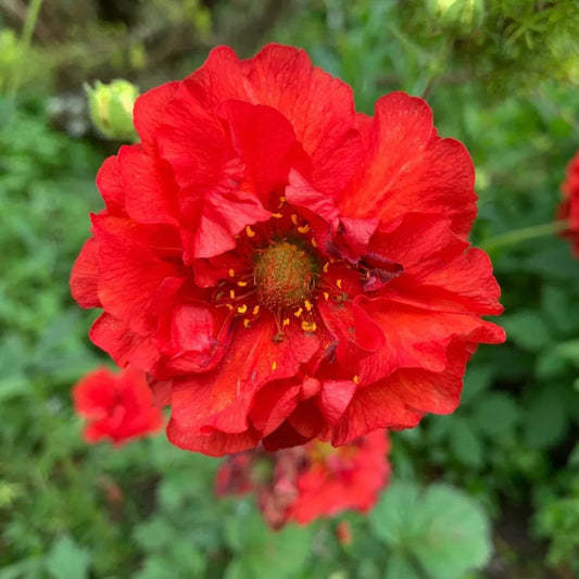 Double Bloody Mary Geum Flower Seeds
