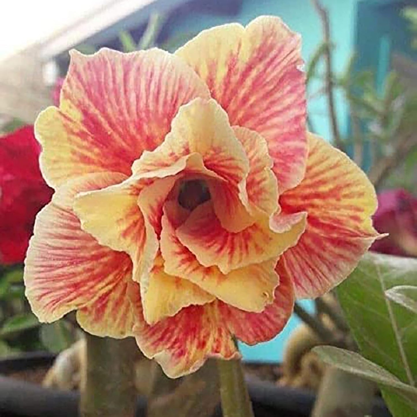 Red Orange Desert Rose Flower Seeds