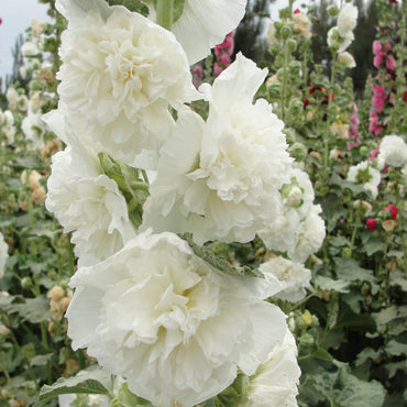 White Hollyhock Flower Seeds