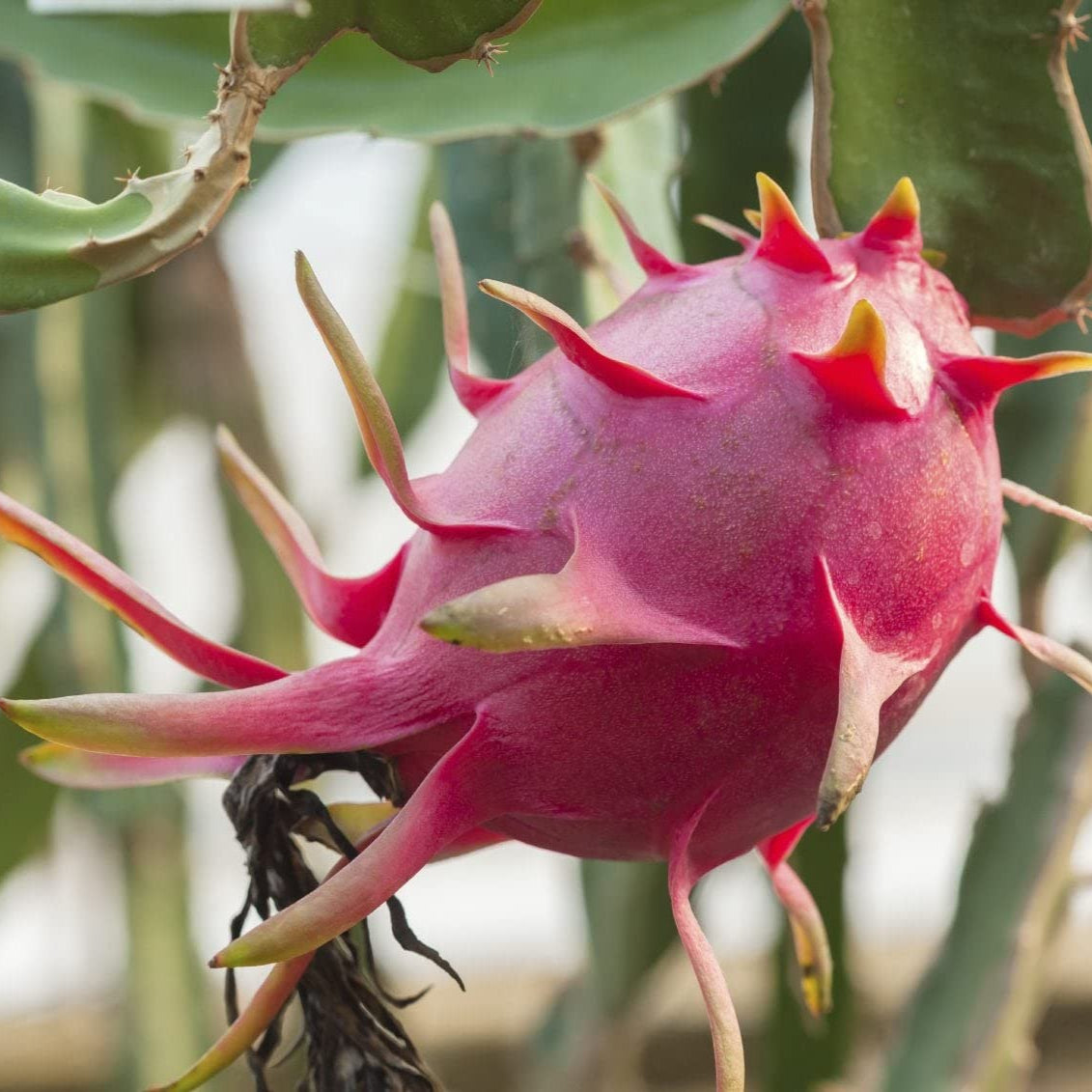 Red Dragon Fruit Seeds