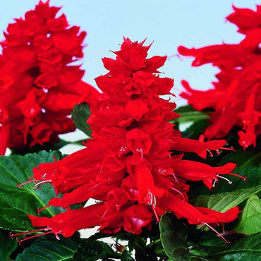 Scarlet Sage Flower Seeds (Salvia Red)