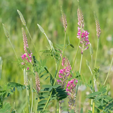 Onobrychis Viciifolia (Sainfoin) Plant Seeds for Planting – Heirloom, Non-GMO, Easy to Grow, Perennial