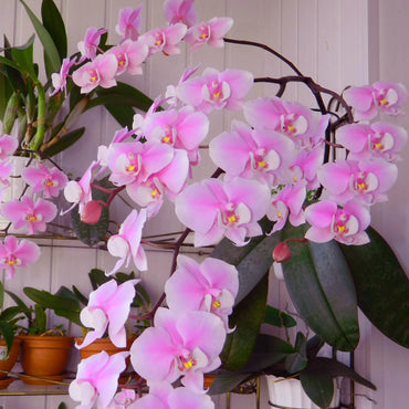 Pale Pink Phalaenopsis Orchid Flower seeds for Planting - Cut Flower Favorite, Heirloom & GMO Free Seeds for Home Garden