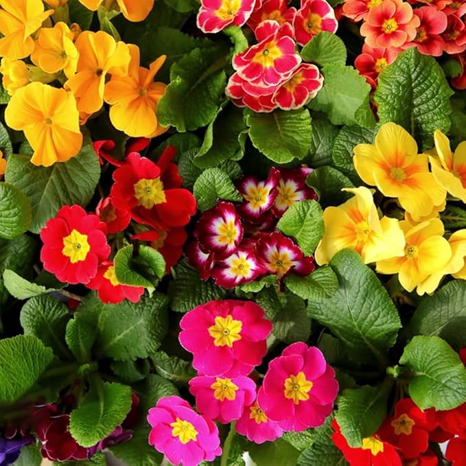 Multi-Colored Primula Malacoides Flower seeds for Planting - Wildflower Mix, Heirloom & GMO Free Seeds for Home Garden
 
 Sale for planting in home garden