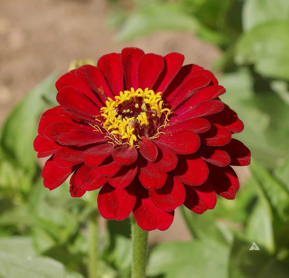 Burgundy Zinnia Flower seeds for Planting - Cut Flower Favorite, Heirloom & GMO Free Seeds for Home Garden
 
 Sale for planting in home garden.
