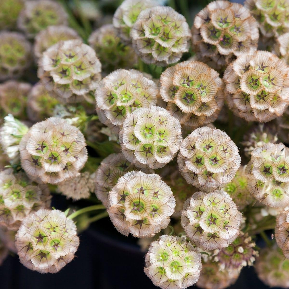 Drumstick (Drumstick Scabiosa) seeds for planting in home garden