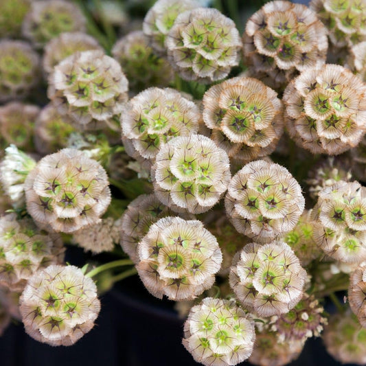 Drumstick (Drumstick Scabiosa) seeds for planting in home garden