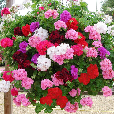 Geranium Flower seeds for Planting - Compact Growth, Heirloom & GMO Free Seeds for Home Garden