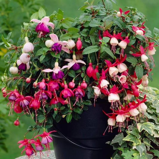 Fuchsia Flower seeds for Planting Cottage Garden Essential Heirloom & GMO Free Seeds for Home Garden
