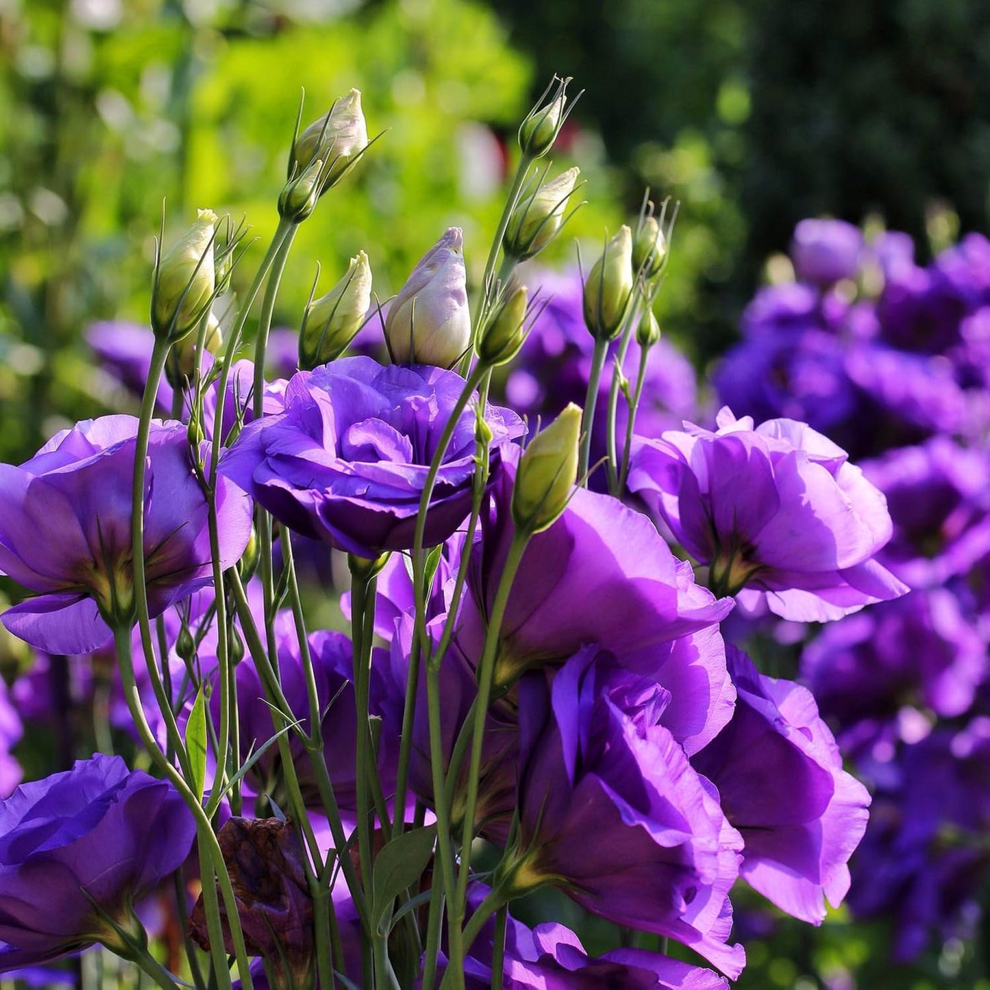 Purple Lisianthus Flower Seeds