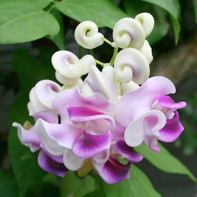 Vigna Caracalla Flower Seeds