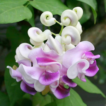Vigna Caracalla Flower Seeds
