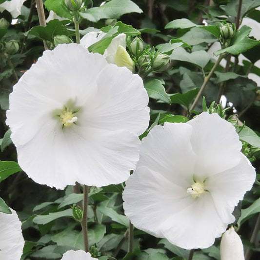 Snow White Hibiscus Flower Seeds