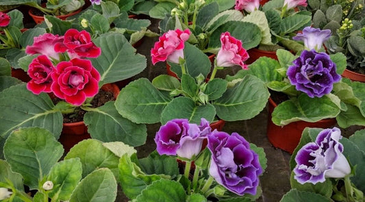 Gloxinia Red and Purple Flower seeds for Planting - Bright Blooms, Heirloom & GMO Free Seeds for Home Garden
 
 Sale for planting in home garden