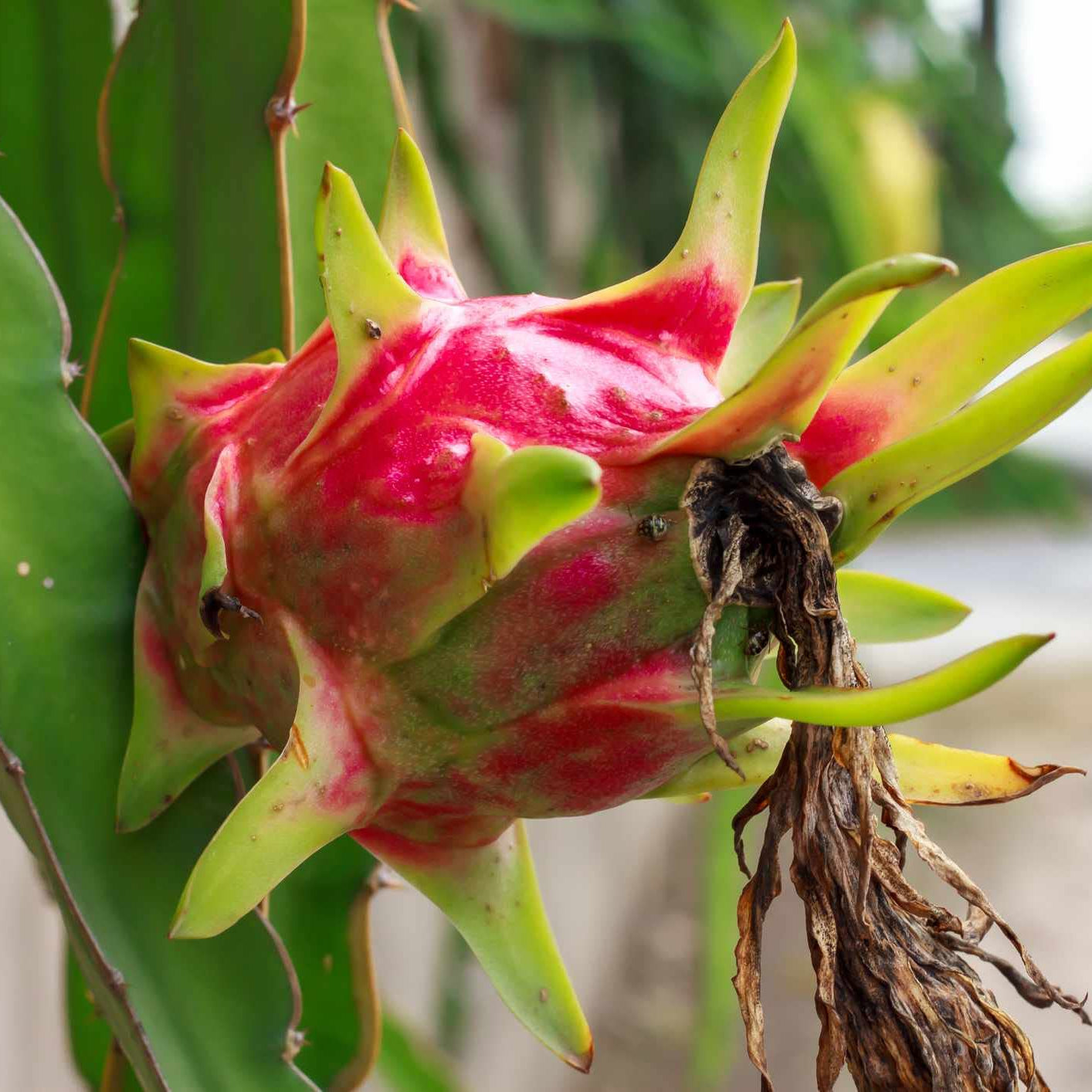 Red Dragon Fruit Seeds